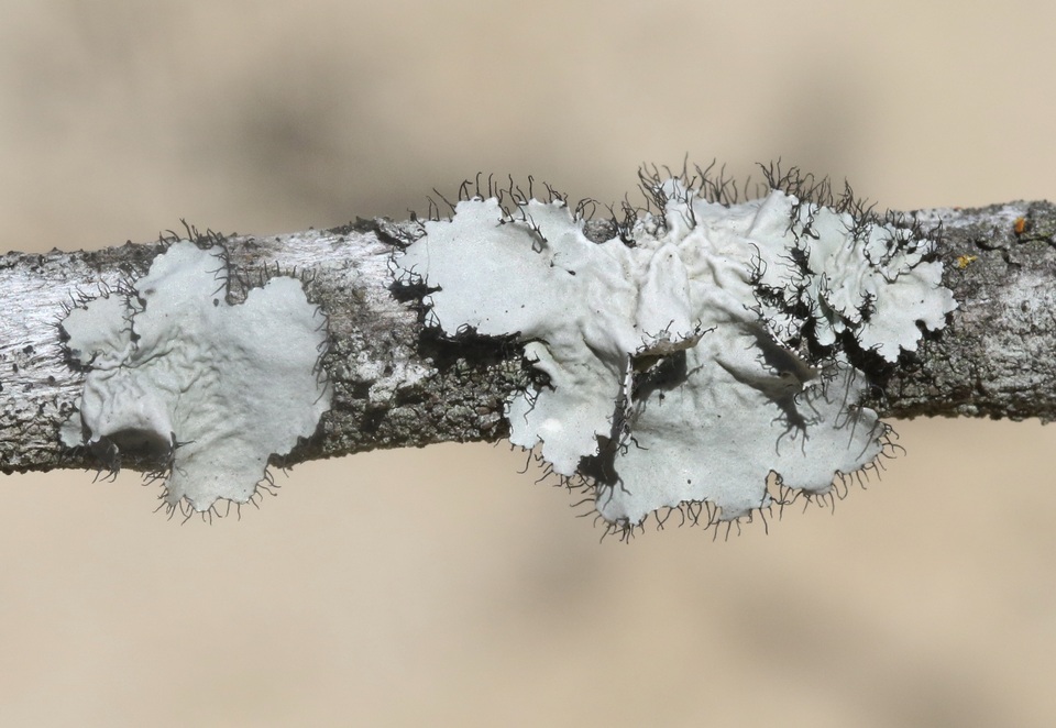 Parmotrema hypoleucinum image