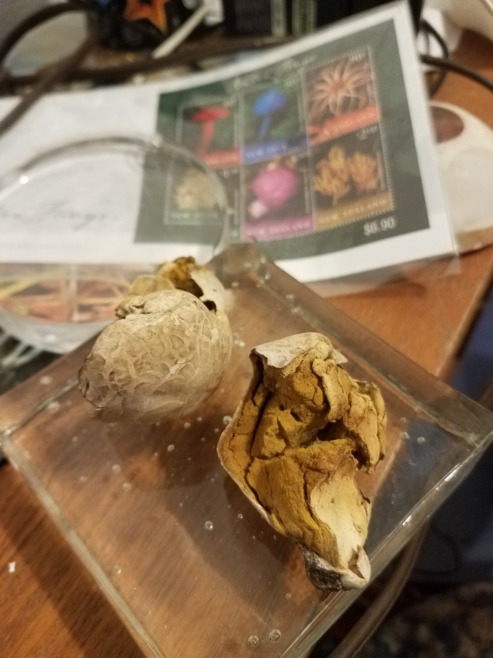 Calvatia pachydermica image
