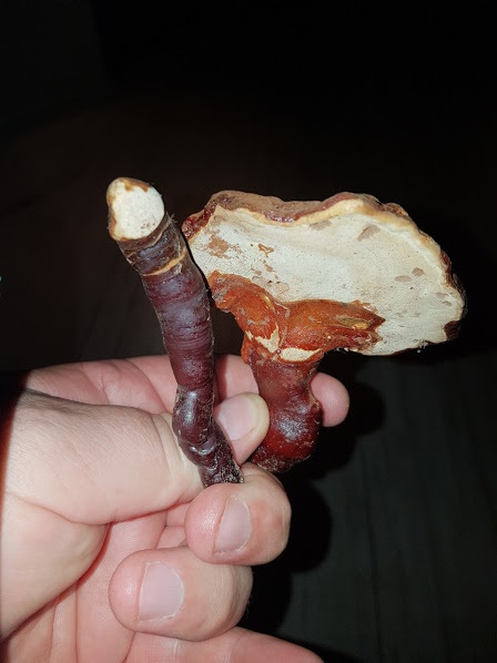 Ganoderma capense image