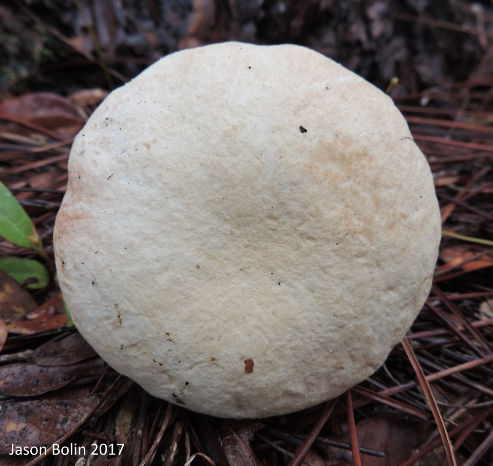 Tylopilus rhoadsiae image
