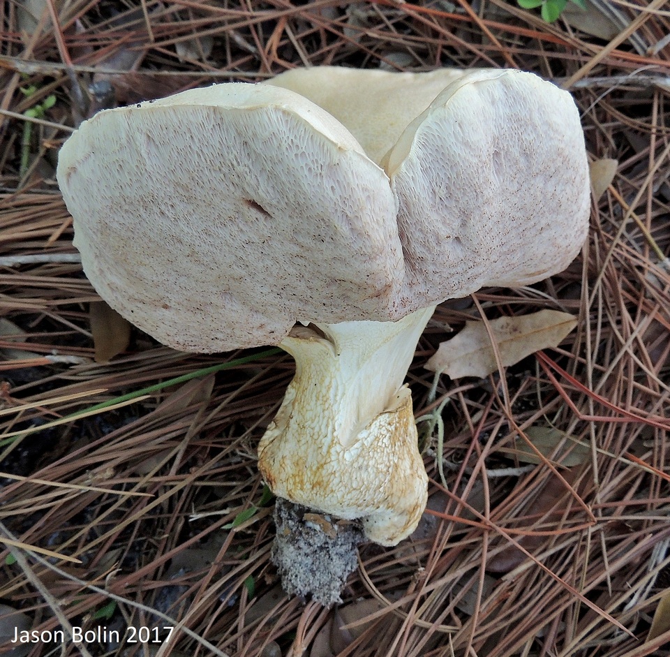 Tylopilus rhoadsiae image