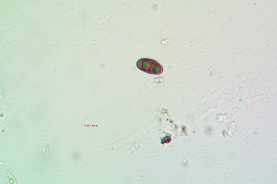 Rinodina santae-monicae image