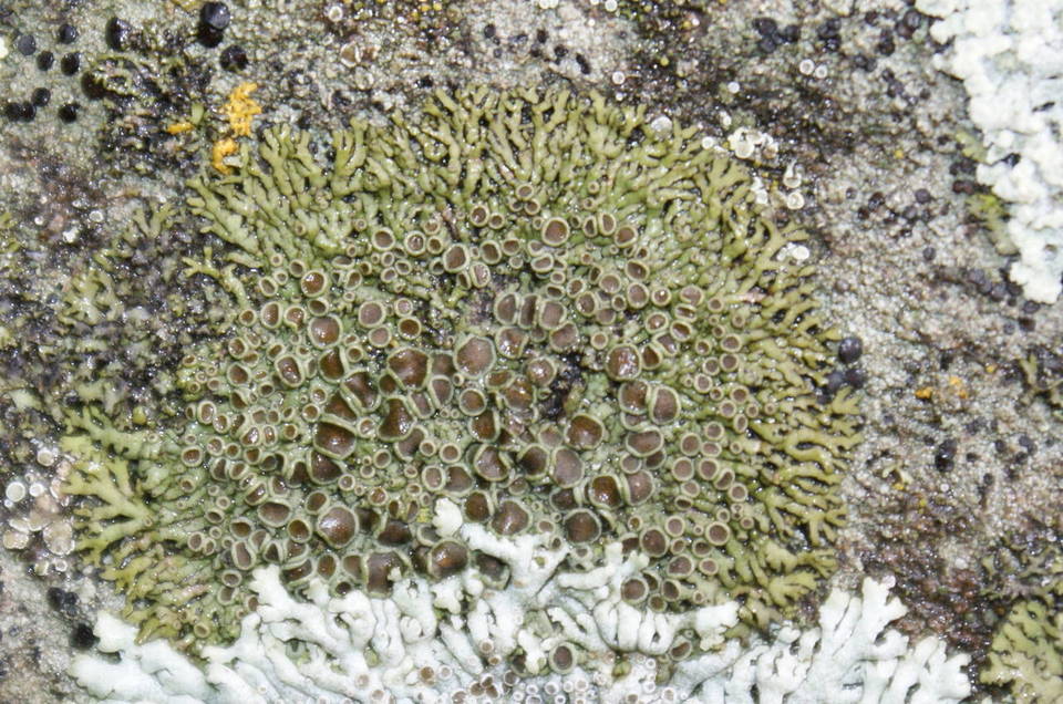 Phaeophyscia decolor image