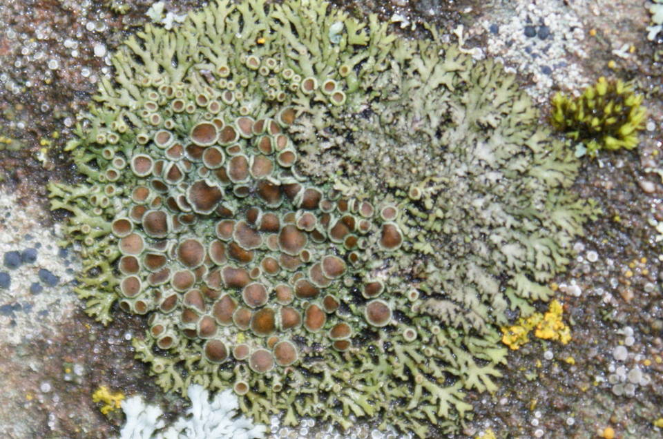 Phaeophyscia decolor image
