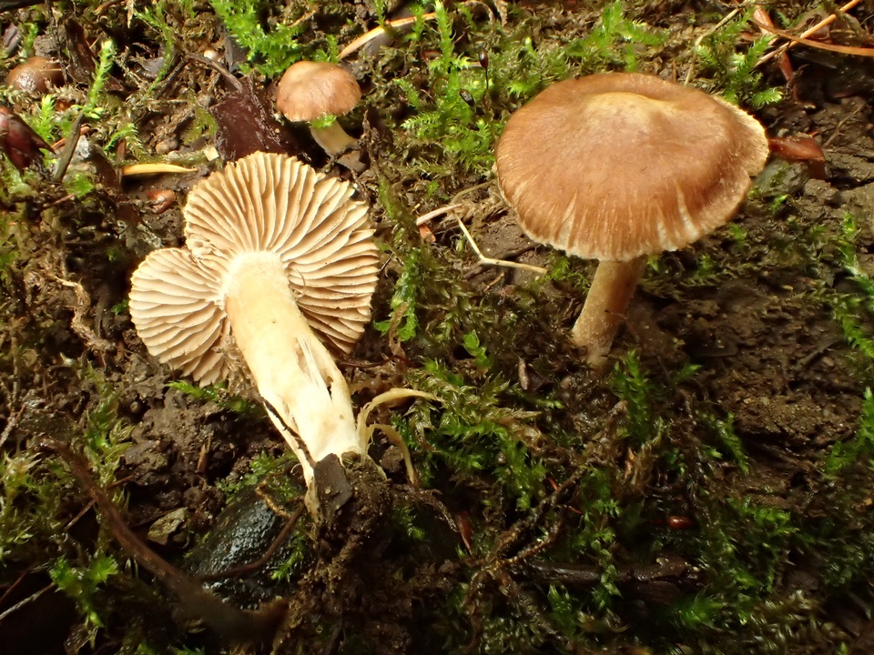 Inocybe fuscidula image