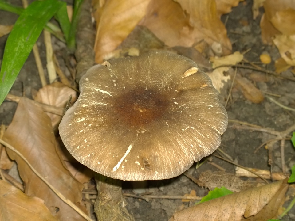 Pluteus deceptivus image