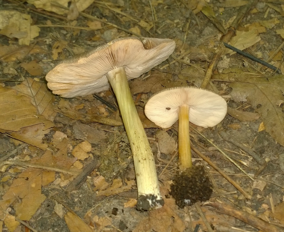 Pluteus deceptivus image