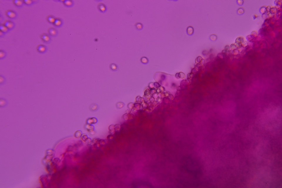 Pluteus deceptivus image