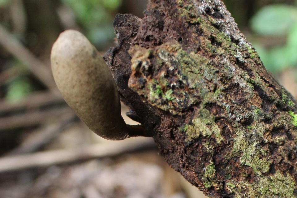 Xylaria telfairii image