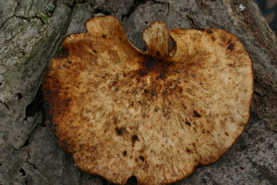 Royoporus badius image
