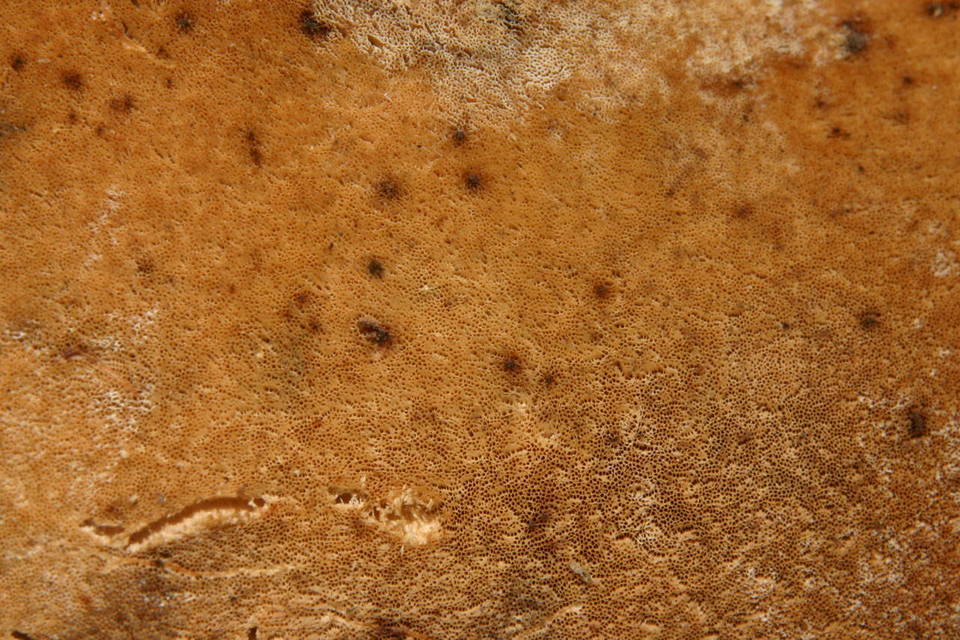 Royoporus image