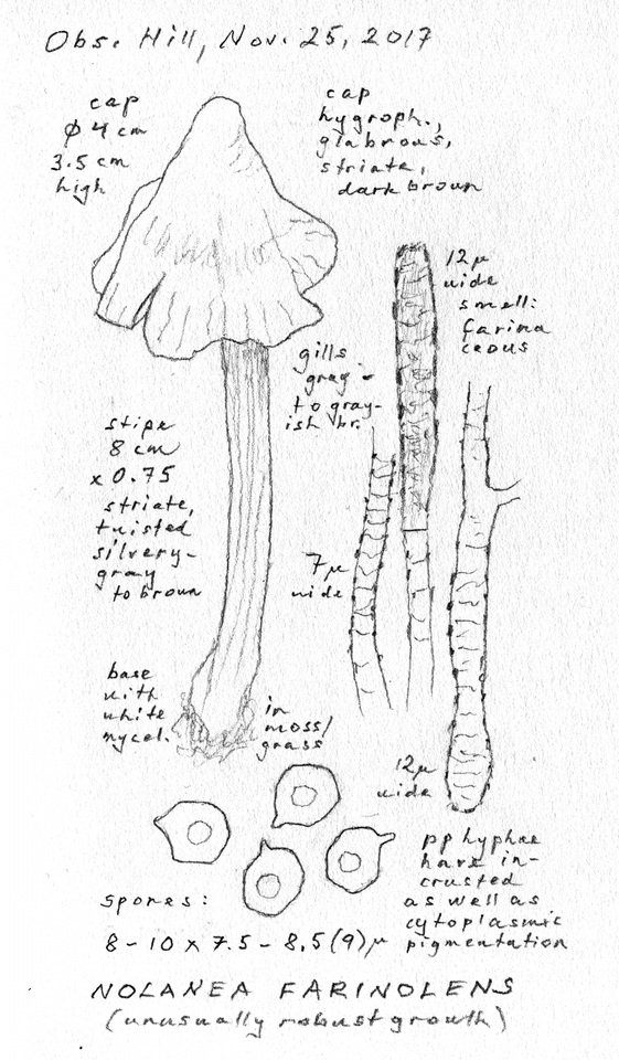 Entoloma ortonii image