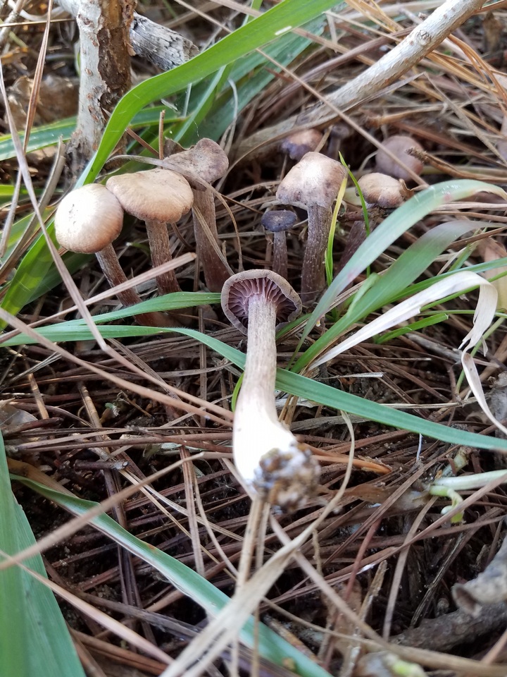 Laccaria oblongospora image