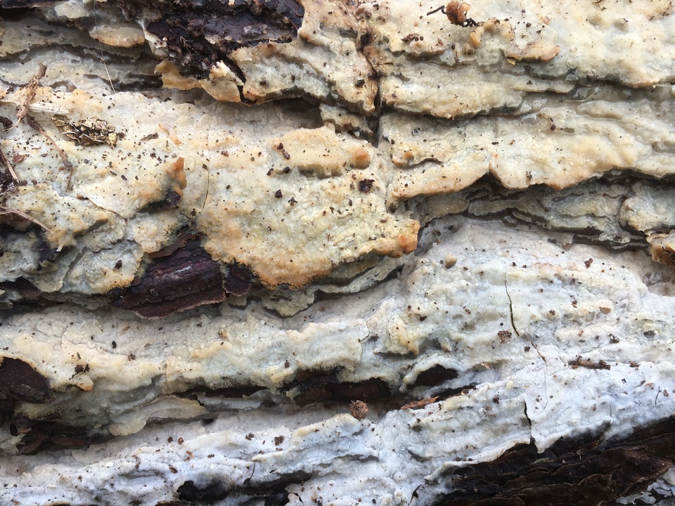 Phlebiopsis gigantea image