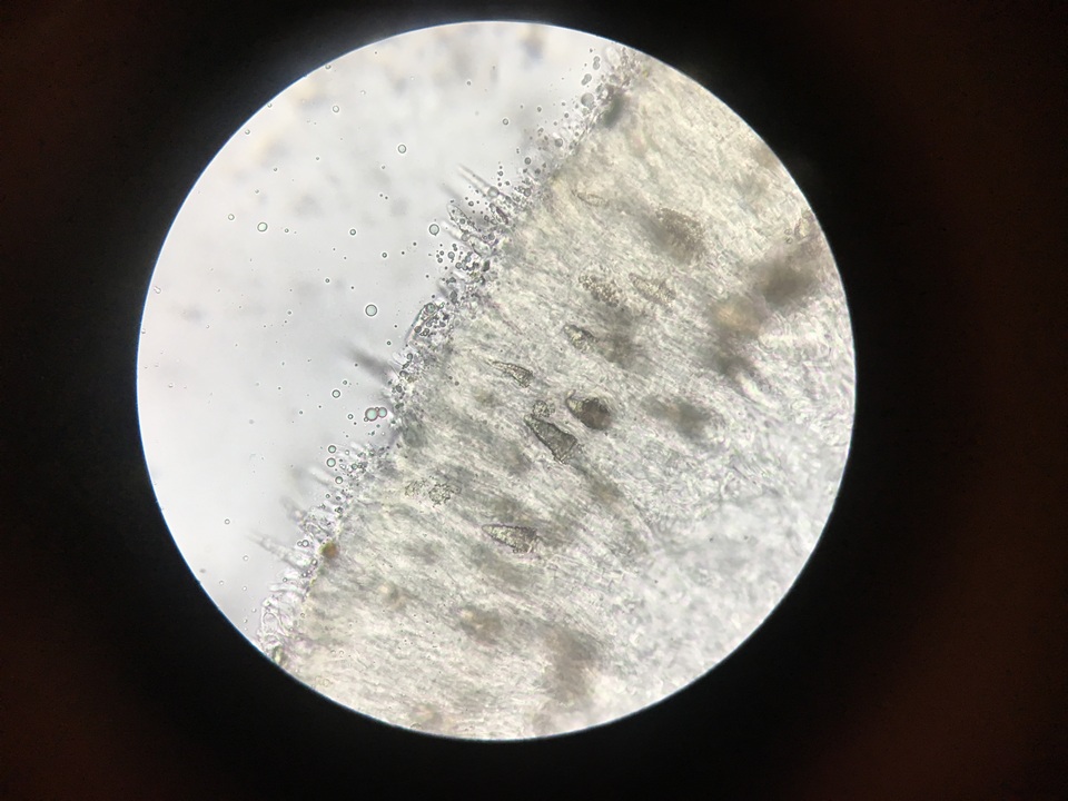 Phlebiopsis gigantea image
