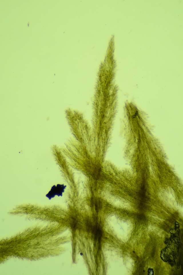 Harpographium fasciculatum image