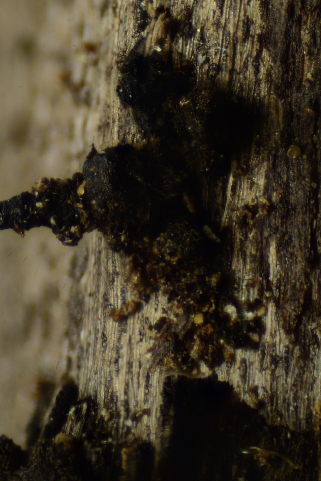 Harpographium image