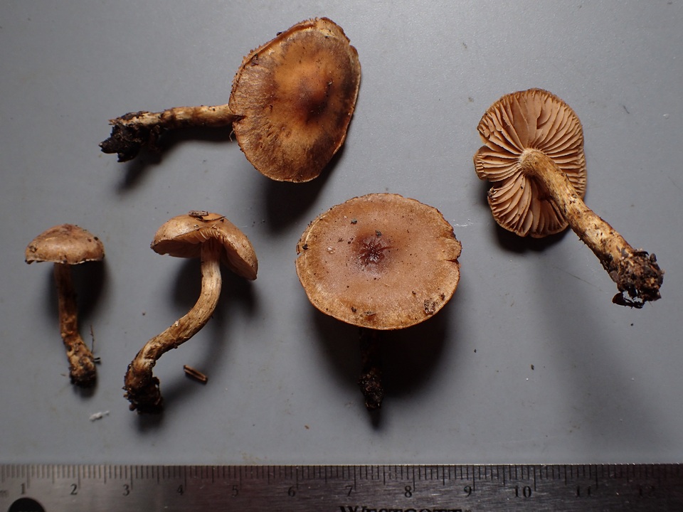 Hebeloma collariatum image