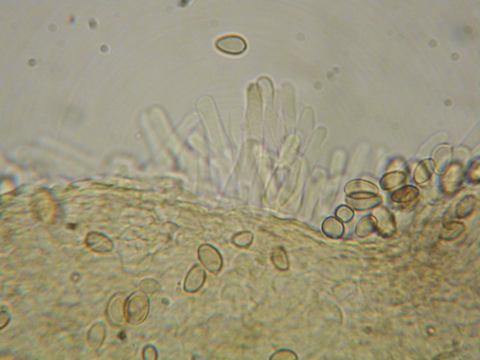 Hebeloma collariatum image