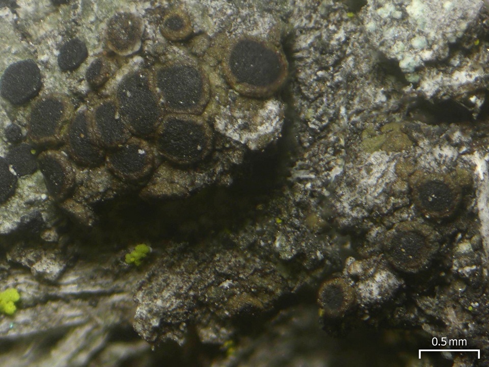 Rinodina orculata image