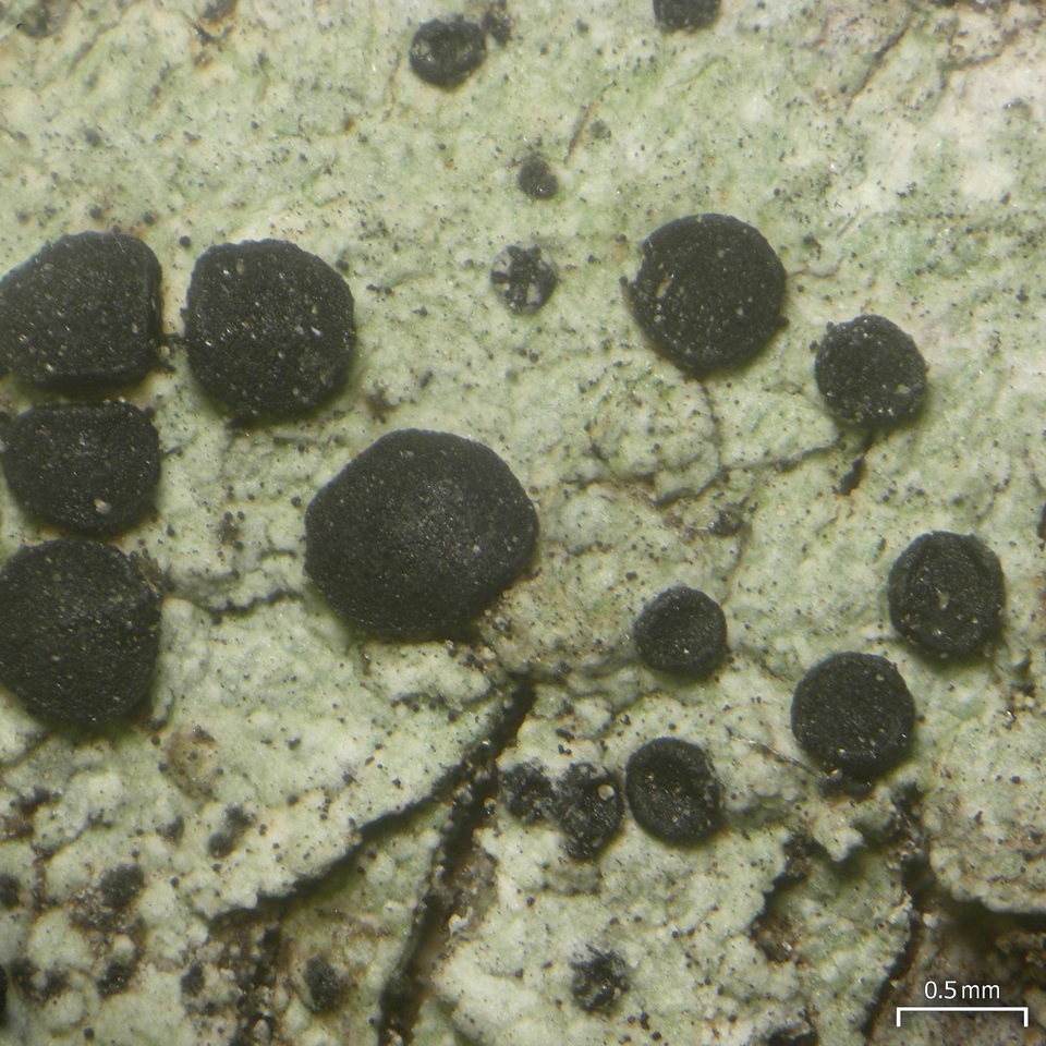 Buellia penichra image