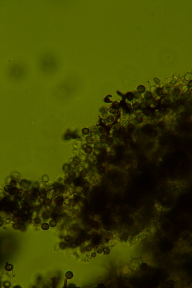 Dichostereum effuscatum image
