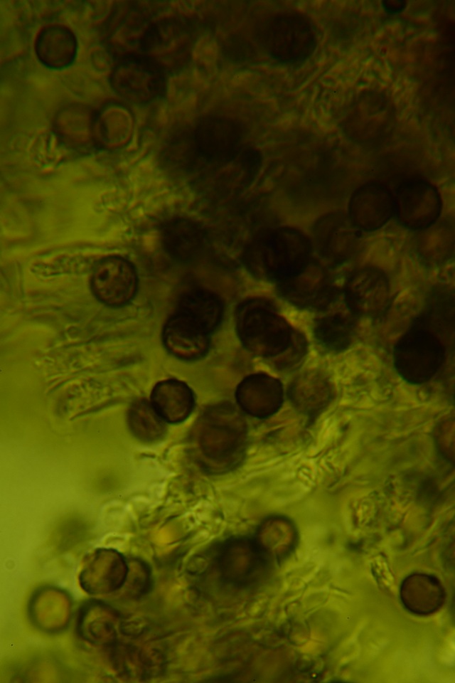 Dichostereum effuscatum image