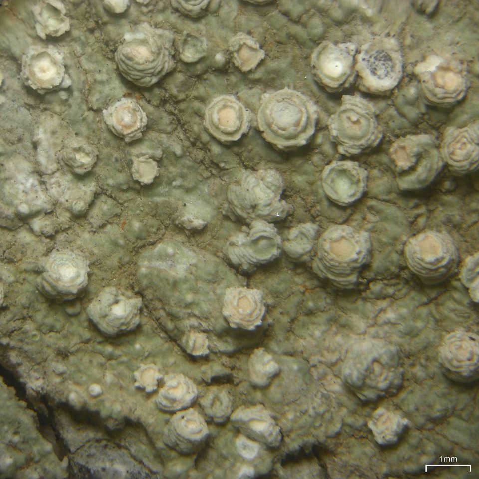 Pertusaria borealis image