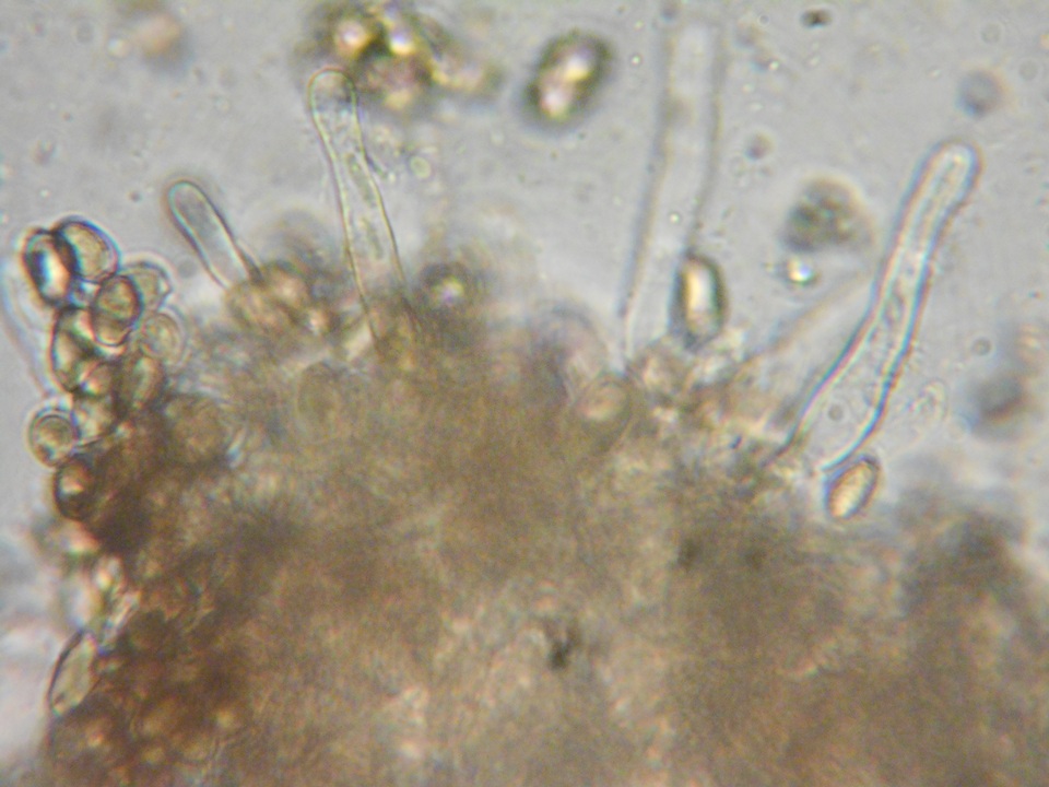 Hebeloma quercetorum image