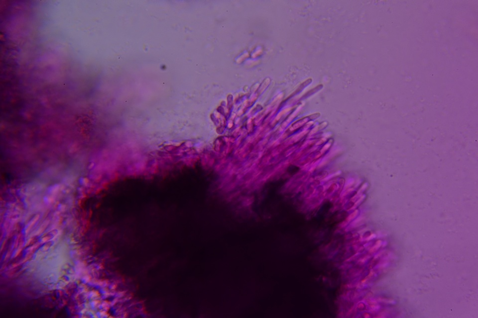 Ceriporia aurantiocarnescens image