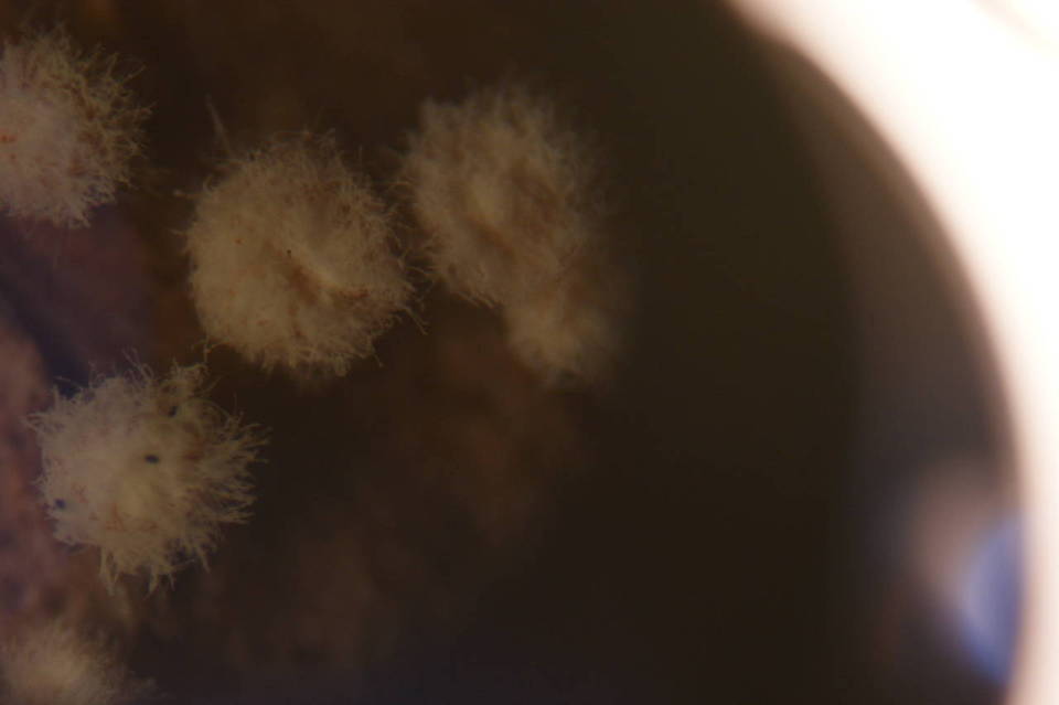 Dasyscyphus bicolor image
