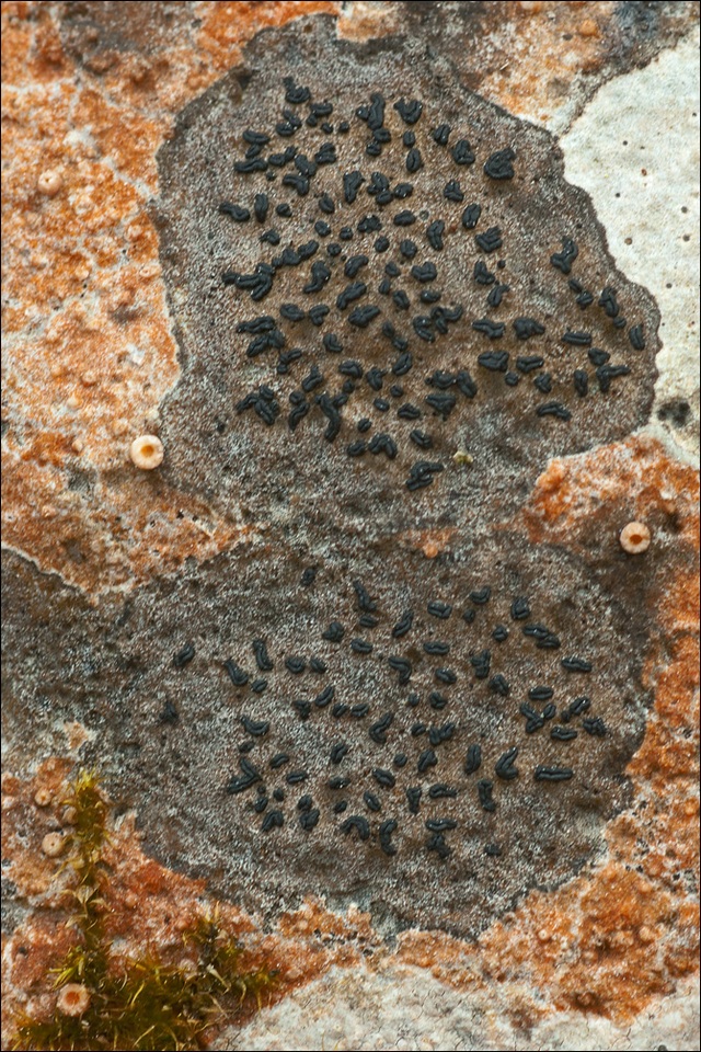 Opegrapha rupestris image
