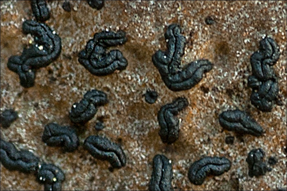 Opegrapha rupestris image