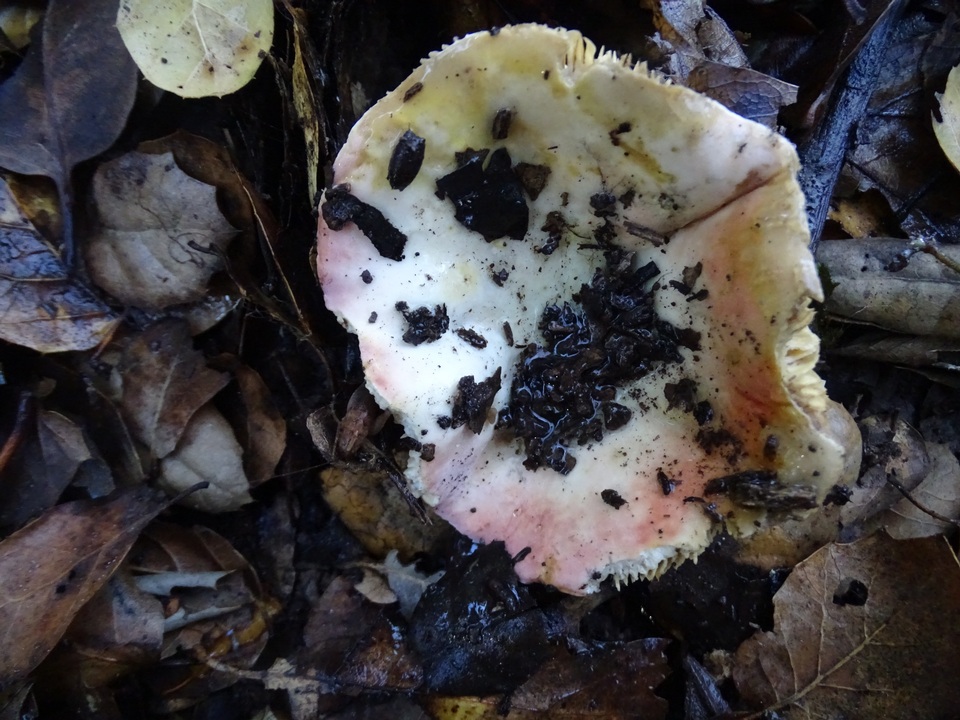 Russula basifurcata image