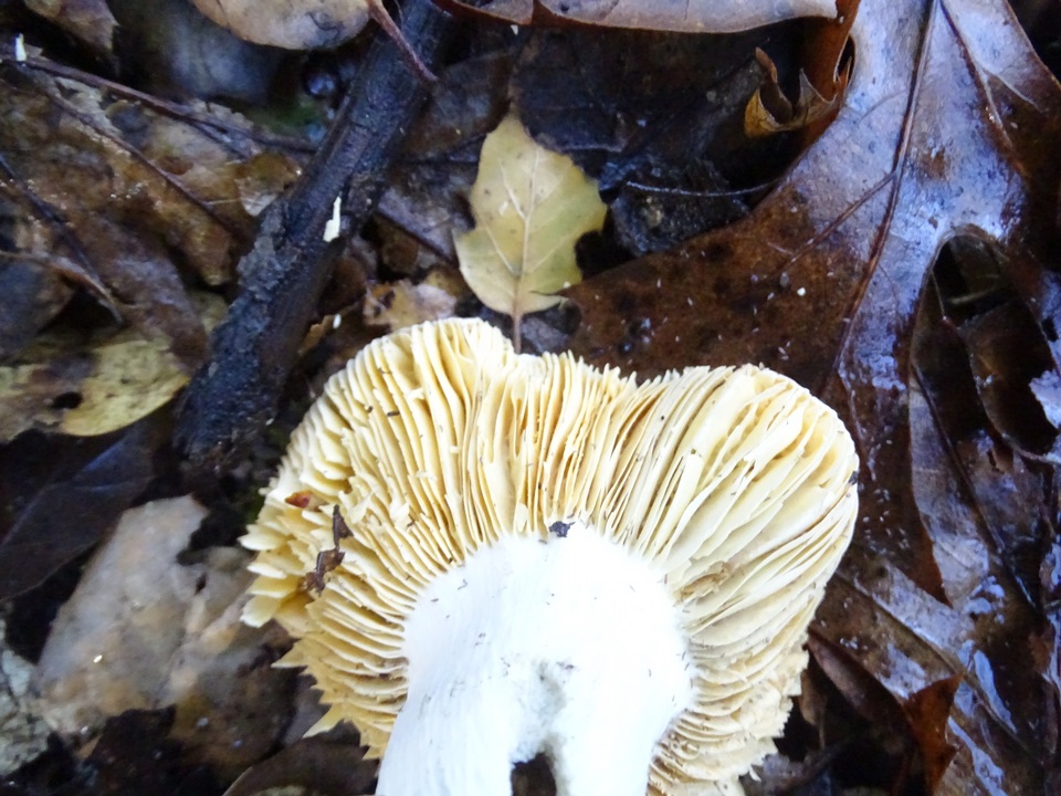 Russula basifurcata image
