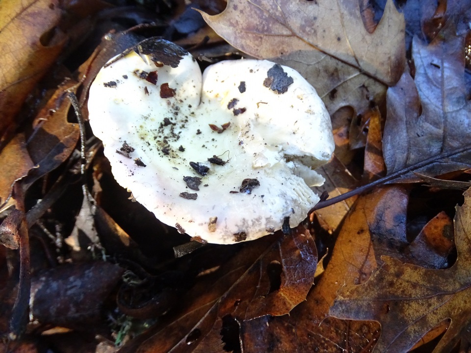 Russula maculata image