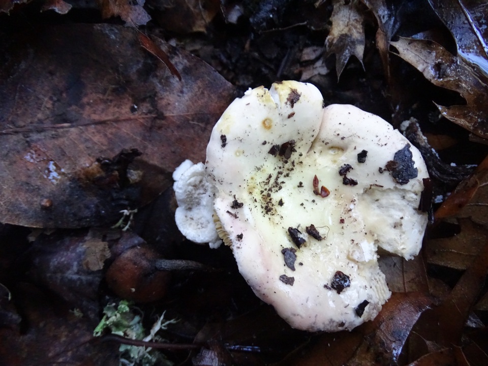 Russula maculata image