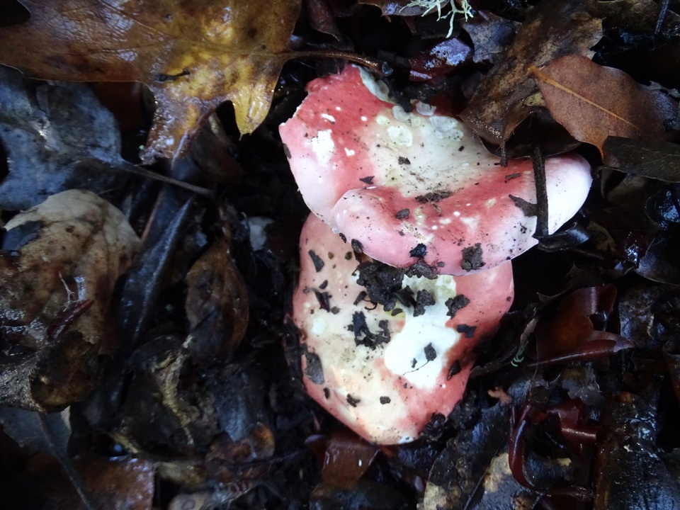 Russula risigallina image