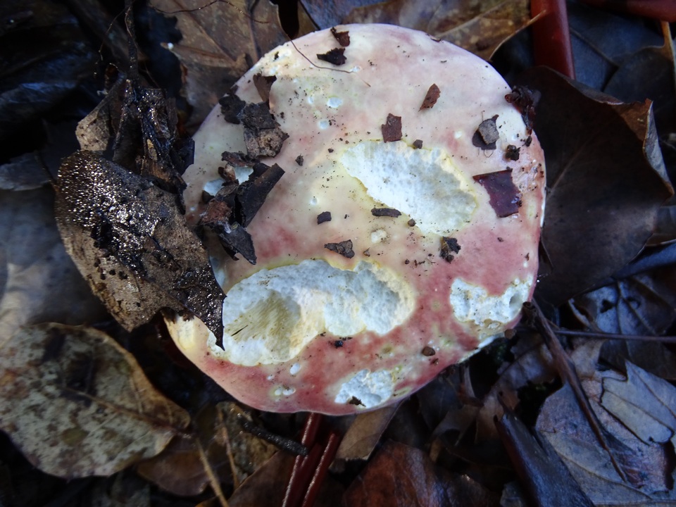 Russula risigallina image