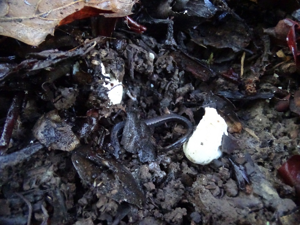Russula risigallina image