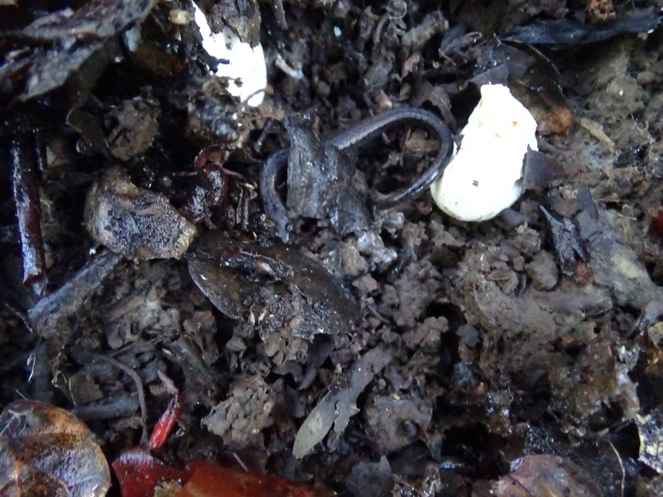 Russula risigallina image