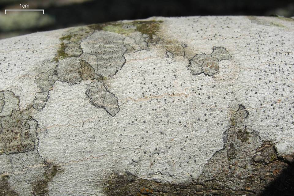 Stictis urceolata image