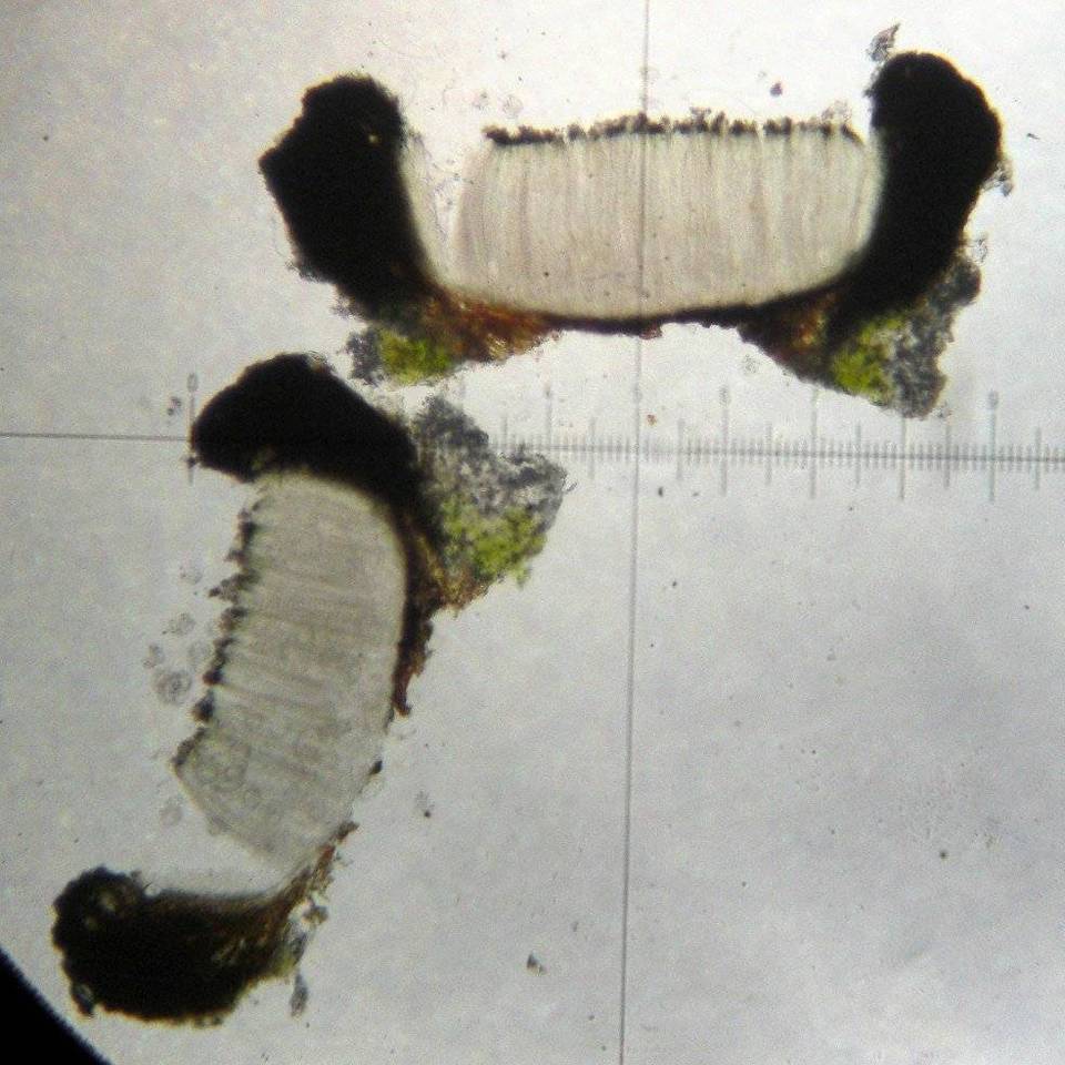Stictis urceolata image