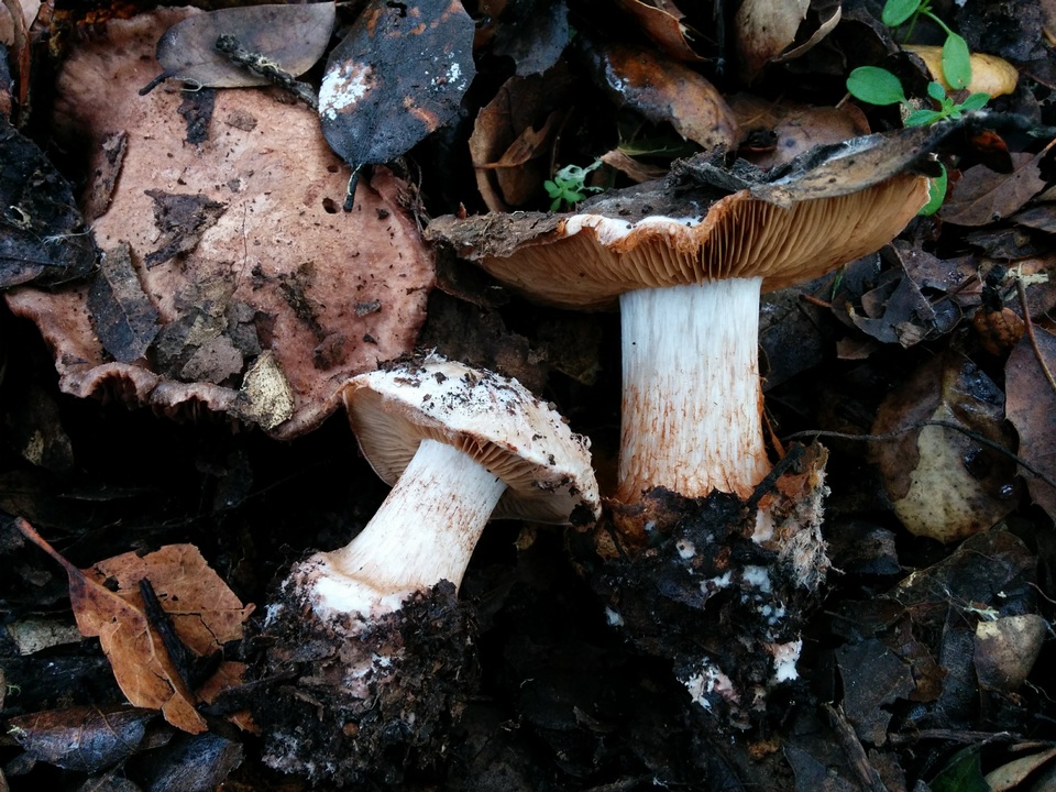 Cortinarius regalis image