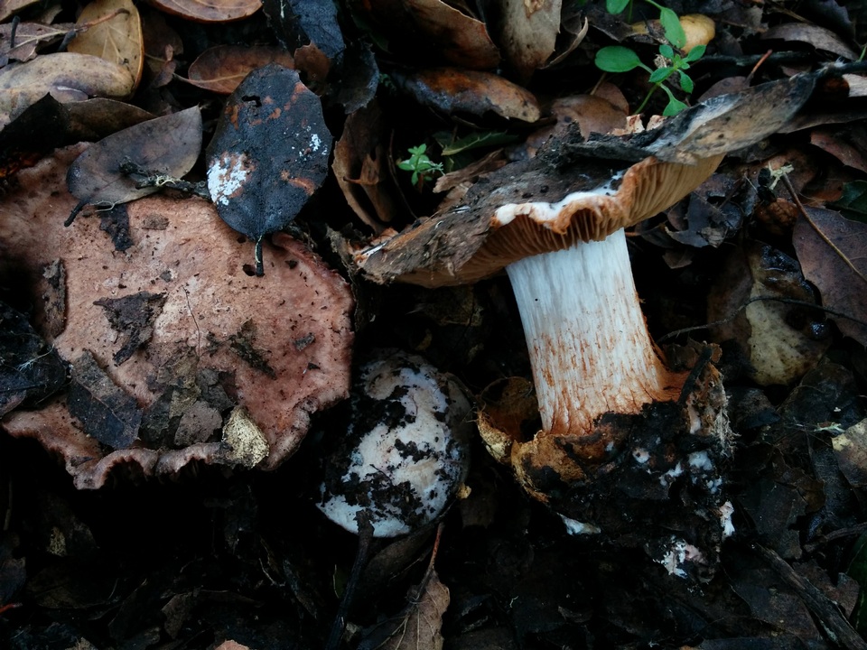 Cortinarius regalis image