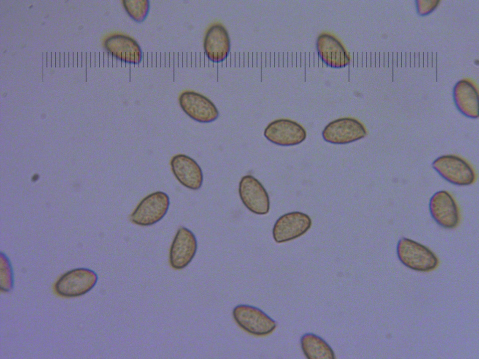Cortinarius regalis image