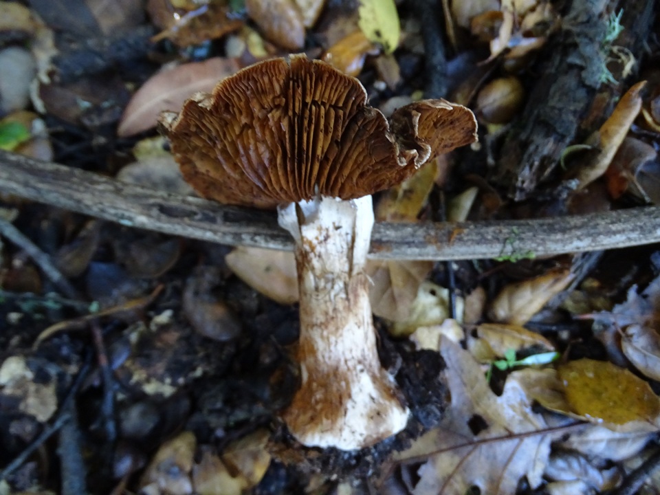 Cortinarius regalis image