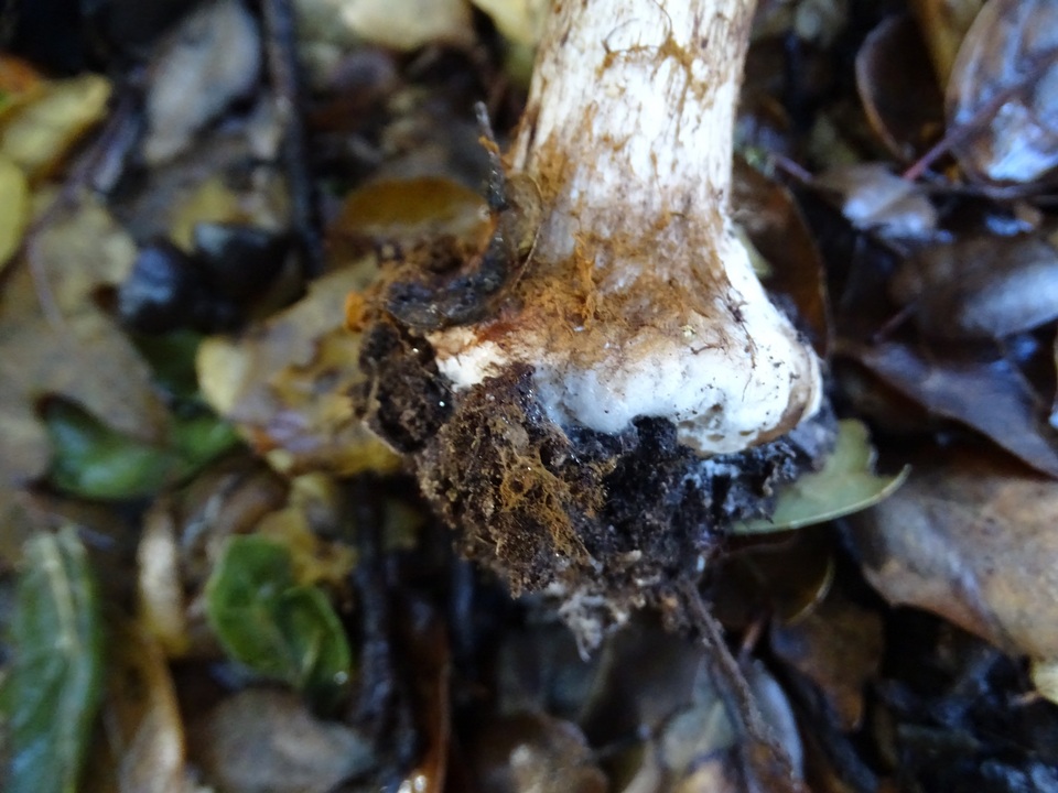 Cortinarius regalis image