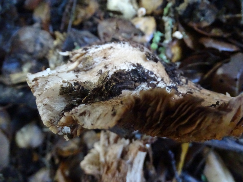 Cortinarius regalis image