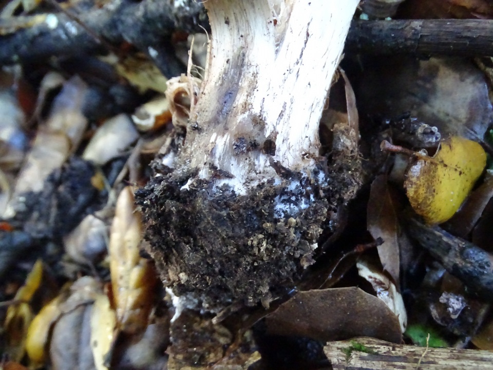 Cortinarius regalis image